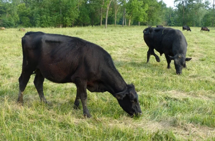 Indiana imposes emergency animal movement restrictions after Screwworm detected in US